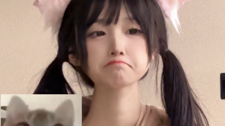 It's a cat-head emoji pack, right?