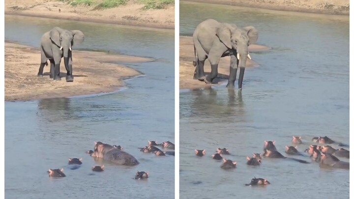 Those wild animal videos!
