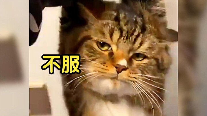 Con mèo 10 cân, kẻ ngang bướng 9,9 cân