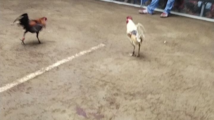 champion tayo mga boss