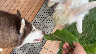 When seeing its owner feeding grass to the sheep, the Husky thought it was delicious and started gra
