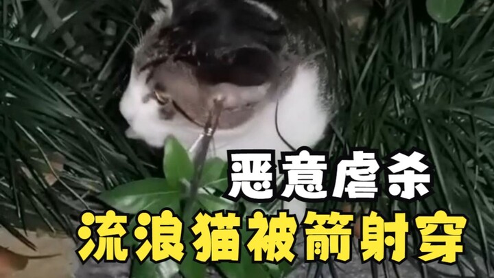 A stray cat was tragically shot with a hidden arrow—every life is innocent.