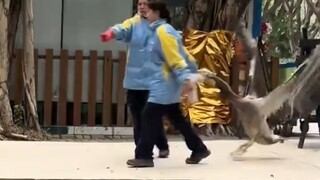 حديقة حيوان تشانغ لونغ تثبت بالفعل أنه عندما تتحسن الظروف، فإن الحيوانات تكون على استعداد للتكاثر.