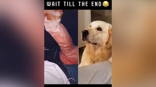 It’s not what you think! 😂 Don’t forget to follow me. funnydog funnyvideo notwhatyouthink fypage fyp fypシ fypシ゚viral viraltiktok