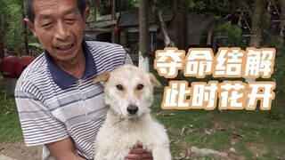 【老疯杨】狠心主人，用铜丝电线套狗脖子，它现在怎么样了？