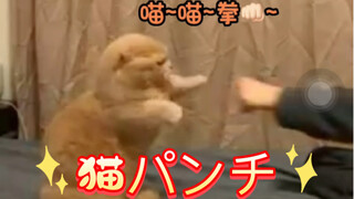 【Giọng gốc của mèo】là tiếng Nhật