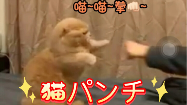 【الصوت الأصلي للقطة】هو اليابانية