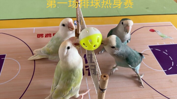 小鹦鹉第一场排球热身赛