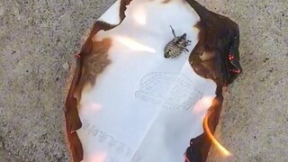 วิธีตายที่สิ้นหวังที่สุดของแมลงกั๊ก