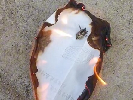 الطريقة الأكثر يأسًا لموت خنفساء البقّة النتنة