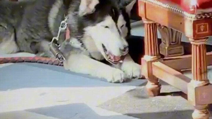 当网友把二哈给当过兵的爸爸养……笑不活了