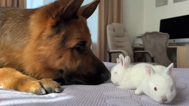 German Shepherd's reaction to the bunny