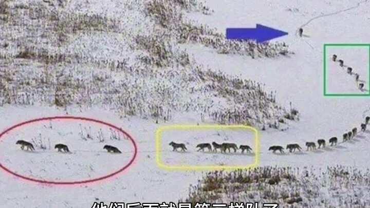 狼群的组织架构
