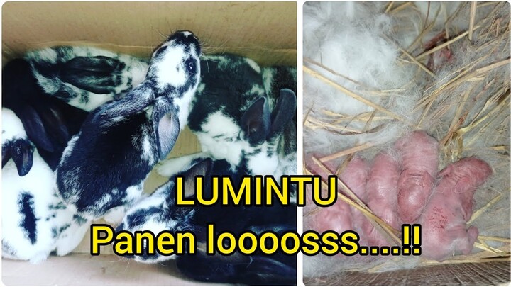 PRODUKTIVITAS TINGGI‼️Enaknya ternak kelinci tu di sini‼️