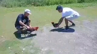 ariel 3 sabong