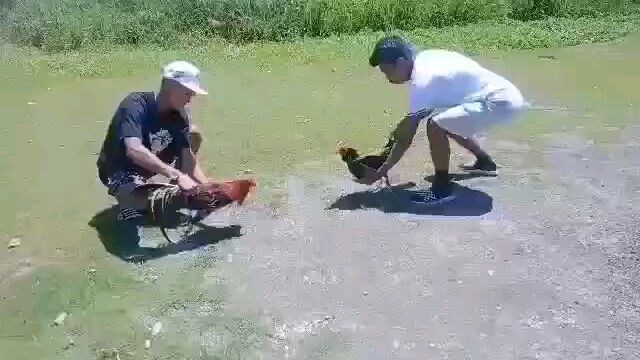 ariel 3 sabong