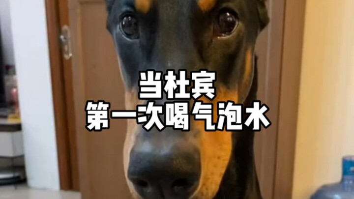 Khi Doberman lần đầu tiên uống nước có ga