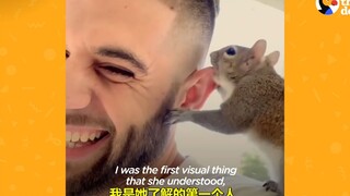 The little squirrel rescued from the cat's mouth gradually became a "family member"