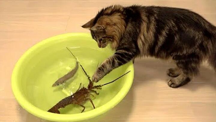 Kukira Cupu Ternyata Suhu Bilibili