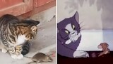 【Tom and Jerry】Real version