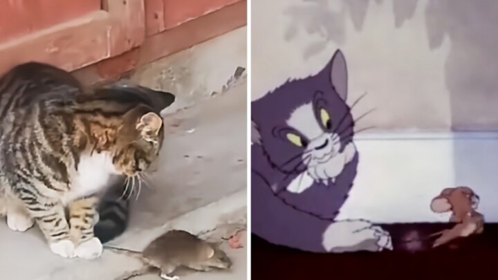 [Tom và Jerry]Phiên bản thật