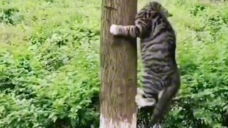 就说了猫和老鼠是纪录片