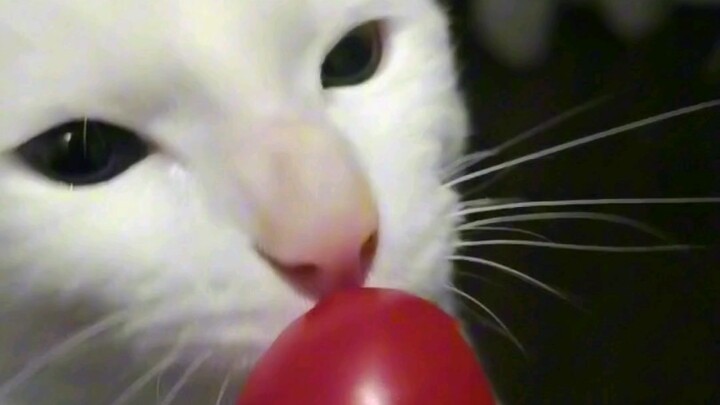 Tiny tomatoes, one bite each!