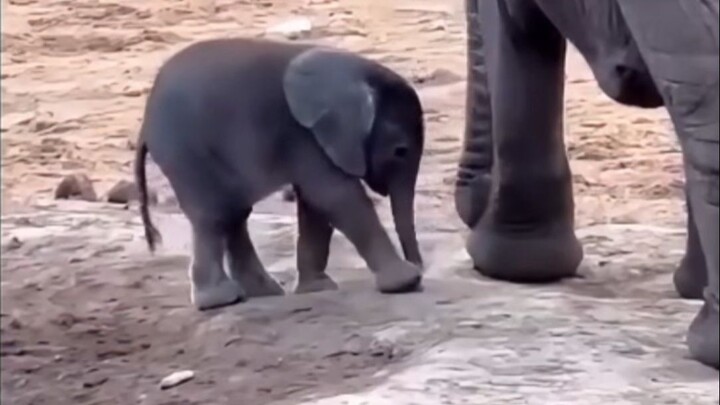Ketika bayi gajah pertama kali menemukan belalainya