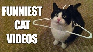 Funny animals - Funny cats _ dogs - Funny animal videos