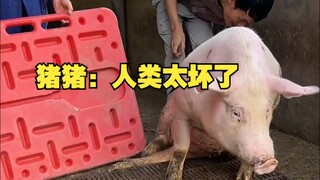 Zhu Zhu: Humans are so mean!