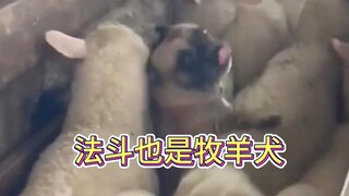 从边牧到法斗他们都可以作为牧羊犬，你见过牧羊犬放羊过程的上帝视角吗？