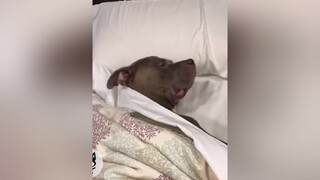 thức canh nhà cả đêm k ai thấy nó lanodos thucung xuhuong haihuoc xuhuongtiktok2022 chó dog trending funny