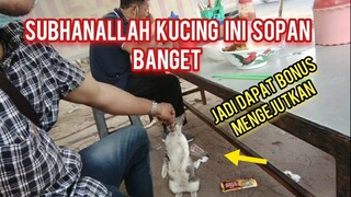 Kucing Liar Minta Makan Mie Ayam dengan Sopan Bonusnya Mengejutkan..!