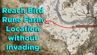 How to Reach Bird Rune Farm Location without Invading