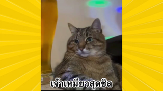 สัตว์เลี้ยงเพื่อนขนปุย : เจ้าเหมียวสุดชิล
