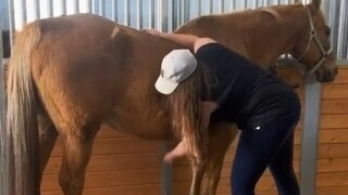 How thick is the hair on the horse? It is impossible to shave it all.