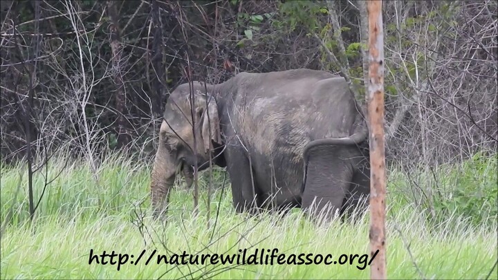 scratchy scratchy elephant