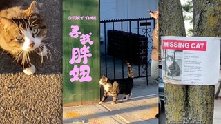 A group of people and a stray cat have spent over a decade together, sharing joyous reunions and hea