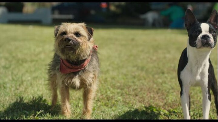 Strays -to watch full movie-link hn description