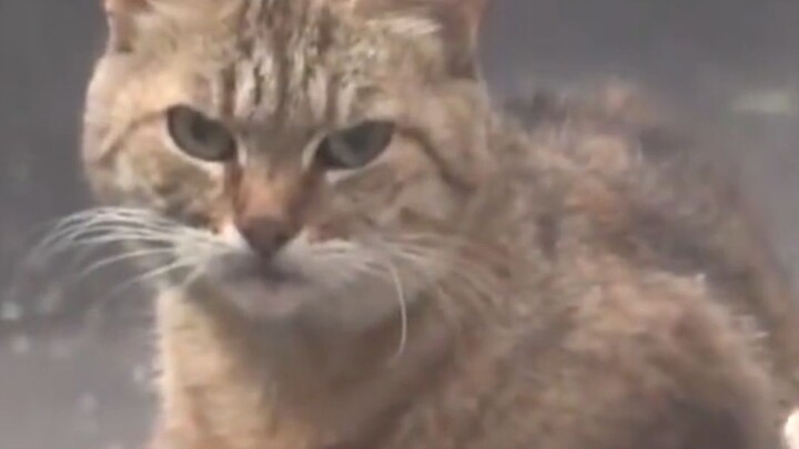 Mom Cat: I’ve already given you the eldest son—what more could you possibly want?
