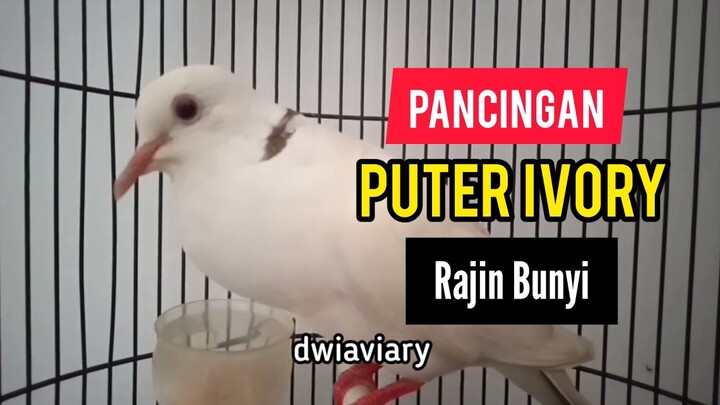PANCINGAN SUARA PUTER BLOND IVORY GACOR