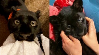 Little Black Panther: No Heartbeat Challenge!
