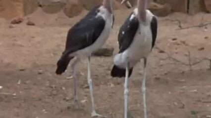 mabuk berat kayaknya🤣👍