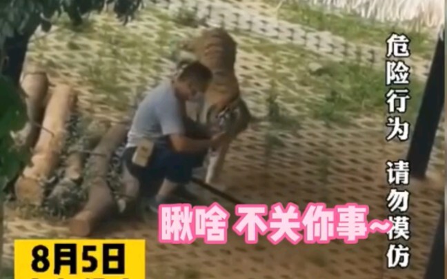 自己养到大的老虎像玩狗一样