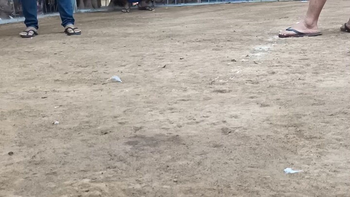 one day 4wins last na laban.🐓