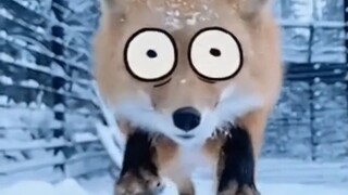 “有趣的事分享给可爱的你”