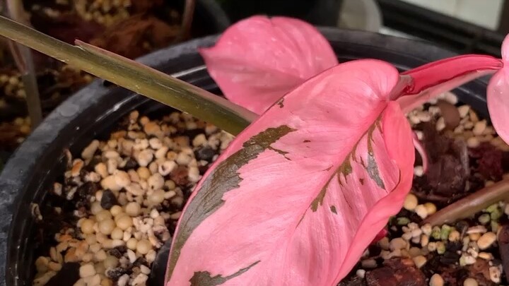 พิงค์ปรินเซส