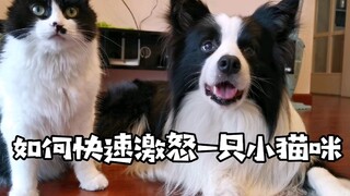 一句话激怒小猫咪..