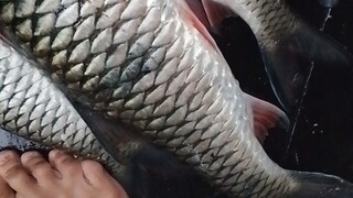 kapan lagi mancing di sungai dapan ikan besar🤣