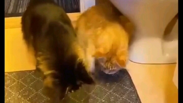 funny cat videos